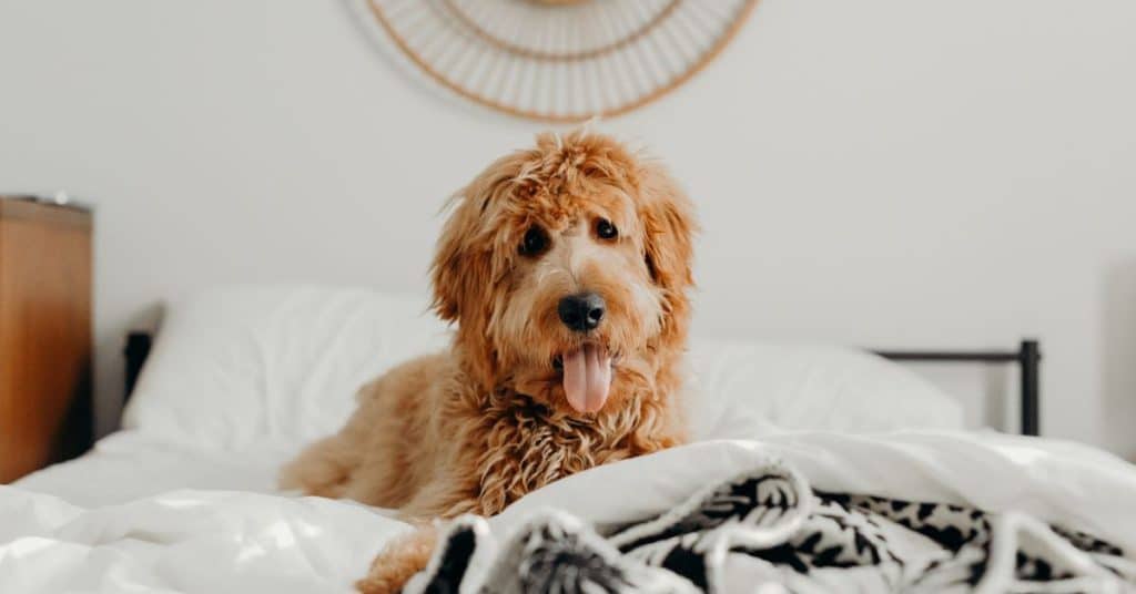 Cute dog sitting on the bed
